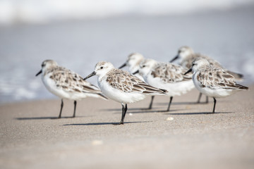 Sanderlings at the Shore