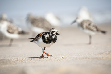 Ruddy Turnstone at the Shore