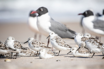Sanderlings at the Shore