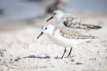 Sanderlings at the Shore