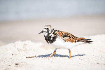 Ruddy Turnstone at the Shore