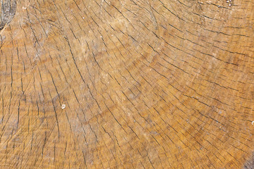 Stump texture on the cut, beautiful wood texture rustic	