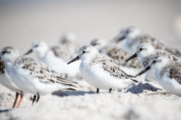 Sanderlings at the Shore