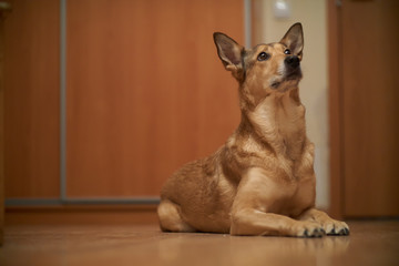 portrait of a cute dog. Shepherds. with protruding ears.