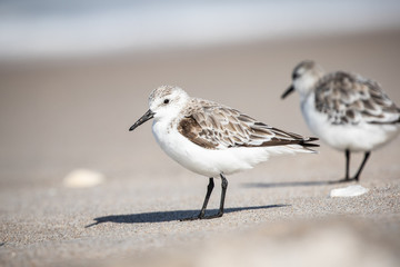 Sanderlings at the Shore