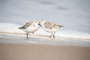 Sanderlings at the Shore