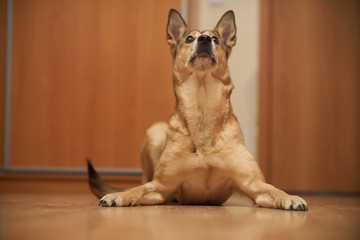 portrait of a cute dog. Shepherds. with protruding ears. lies on the floor.