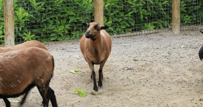 Goats in a farm