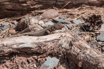 Closeup of little lizard on wooden branch by sunny day