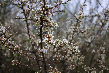 White bush before blossoming