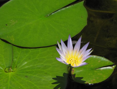 Ninfeia com p&eacute;talas em degrad&ecirc; de branco a roxo intenso, flutuando sobre &aacute;guas calmas. Contraste marcante com folhas verdes. Ideal para projetos que buscam tranquilidade e beleza natural