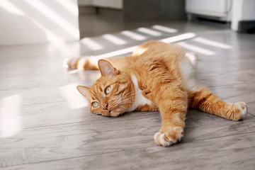 Naklejka premium Red cat lying on the floor and basking in the sun.