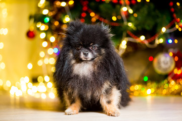 Dog of the Pomeranian spitz near the New Year tree with garlands
