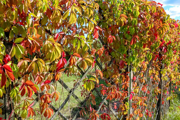Virginia creeper or 