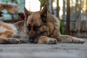 German shepherd close view on face.