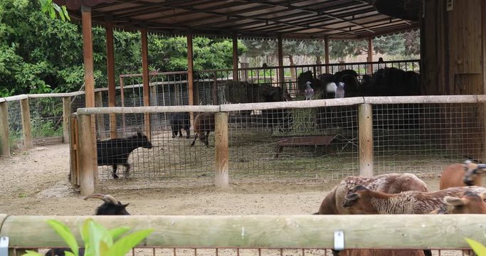 Goats in a farm