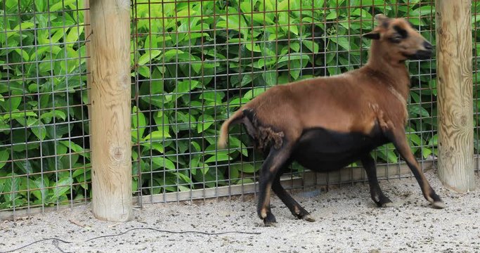 Goats in a farm