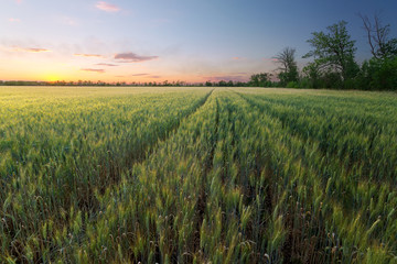 Fototapeta premium colorful sunset fields Ukraine / wheat field ripening period