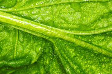 spinach macro photo / macro photo large sheet spinach natural texture