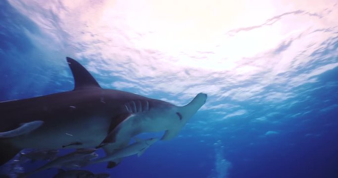 Underwater shooting of sharks swimming in a herd. Concept of: exploration, vacations, snorkeling, exotic places, divers, sharks.
