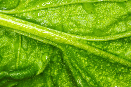 spinach macro photo / macro photo large sheet spinach natural texture