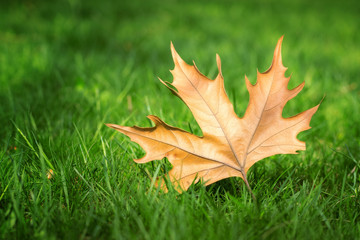 maple leaf on green grass / old last year maple leaf early spring