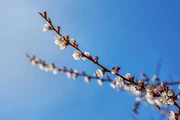 flowering apricot spring flowers / early spring the bright colors of the revival of plants