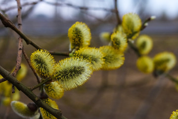 blossoming willow, blossoming seals