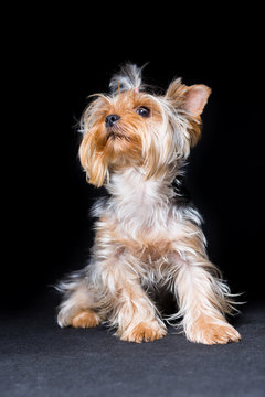 Miniature dog breed Yorkshire Terrier with an elastic band on his hair sits, on a black background