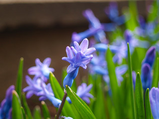 Violet Hyacinth flowers in garden. It's latin name is Hyacinthus orientalis.