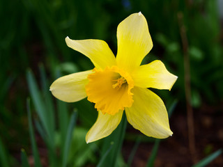 Beautiful Daffodil close up. It's latin name is Narcissus pseudonarcissus. 
