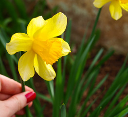 Beautiful Daffodil close up, in the background woman hand with red lacquered nail. It's flower latin name is Narcissus pseudonarcissus. 