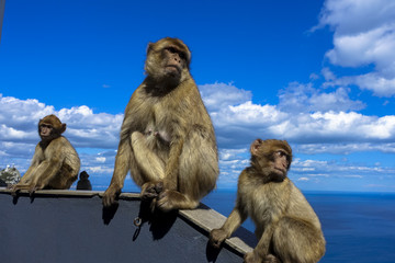 Naklejka premium Close up of a wild macaque or Gibraltar monkey, one of the most famous attractions of the British overseas territory