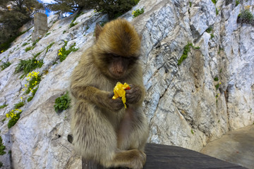 Close up of a wild macaque eating banana or Gibraltar monkey, one of the most famous attractions of the British overseas territory