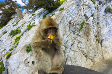 Close up of a wild macaque eating banana or Gibraltar monkey, one of the most famous attractions of the British overseas territory
