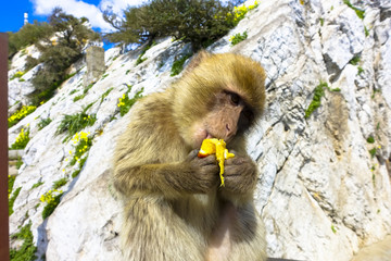 Close up of a wild macaque eating banana or Gibraltar monkey, one of the most famous attractions of the British overseas territory