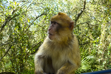 Close up of a wild macaque or Gibraltar monkey, one of the most famous attractions of the British overseas territory