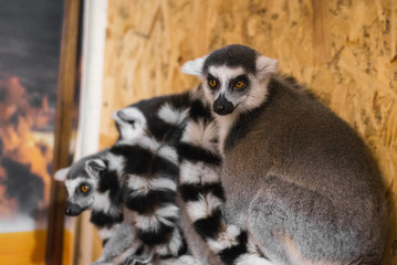 three lemurs look at the frame
