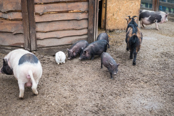 a farmyard, a pig, a rabbit and a goat