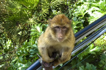 Close up of a wild macaque or Gibraltar monkey, one of the most famous attractions of the British overseas territory