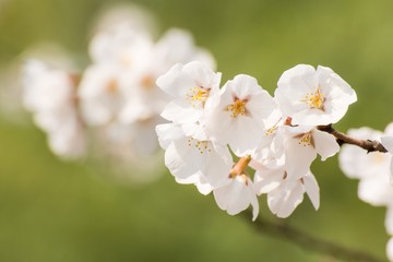 White Cherry Blossoms Blooming in Spring in Nanjing City