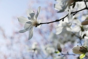 Spring white blossom of magnolia tree in a garden, backlit by sun, sunny day, backlight, green leaves, sprouts, ray of light, blurry pink and blue background, peaceful atmosphere