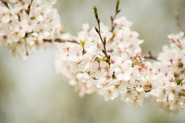 White Cherry Blossoms Blooming in Spring in Nanjing City