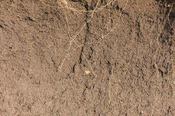 archaeological excavations, remains of the settlement, the scythians fossils	
