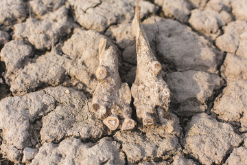 archaeological excavations, remains of the settlement, the scythians fossils	