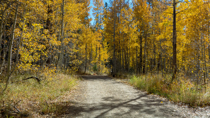 Trail joining Spooner Lake and Marlette Lake, Nevada, USA, in the Fall, featuring yellow leaves of Aspen trees