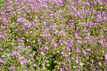 Obraz na płótnie Canvas Lots of small purple flowers on a meadow for backgrounds