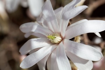 White flowers of the kobus magnolia (Magnolia kobus)