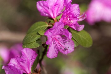 Fototapeta na wymiar Flowers of the rhododendron species Rhododendron dauricum
