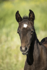 Obraz premium Profil źrebaka